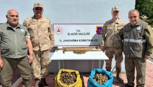 Elazığ'da salep bitkisi toplayan 4 kişiye idari para cezası uygulandı