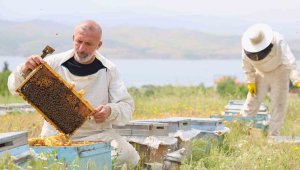 Toz taşınımı polen ve nektara ulaşımı zorlaştırdı, arılar strese girdi