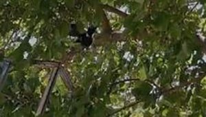 Ağaçta asılı kalan kargayı itfaiye kurtardı