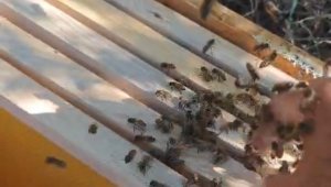 Ağaçta oğul veren bal arılarını elleriyle topladı