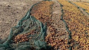 Domuz sürüsü tonlarca kayısıyı çöp etti