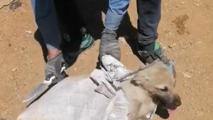 Elazığ'da çuvala konulan köpek ölüme terk edildi