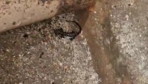 Elazığ'da koruma altında olan benekli semender görüldü