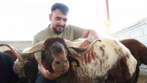 Elazığ'da kurbanlıklar görücüye çıktı