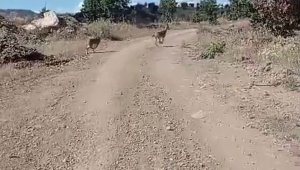 Elazığ'da nesli tehlike altına olan dağ keçileri görüntülendi