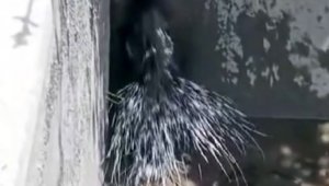 Elazığ'da nesli tükenme tehlikesi altında olan oklu kirpi görüntülendi