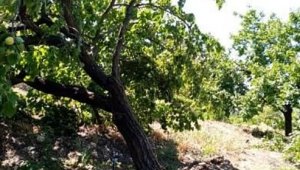 Elazığ'da şiddetli rüzgar kayısı ağaçlarını yerinden söktü, bahçelere zarar verdi
