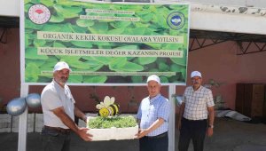 Elazığ'da üreticilere 30 bin kekik fidesi dağıtıldı