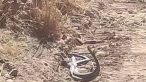 Elazığ'da yılanların dansı kamerada