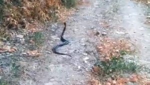 Elazığ'da yılanların dansı kamerada