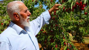 Medeniyetler beşiği 5 bin yıllık Harput'ta erken kiraz hasadı