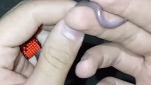 Buldukları yavru yılanı ellerine alıp oynadılar