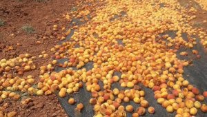 Domuz sürüsü tonlarca kayısıyı çöp etti