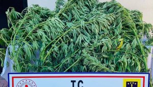 Elazığ'da 112 kök kenevir ele geçirildi