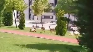 Elazığ'da dağ keçileri şehir merkezine indi