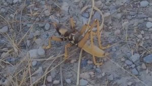 Elazığ'da dev etçil çekirge görüntülendi