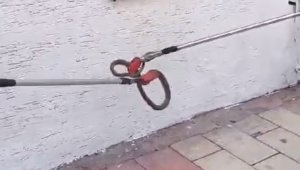 Elazığ'da kaldırımda yılan paniği