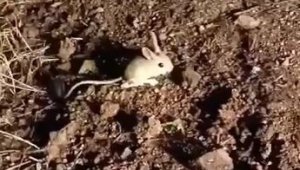 Elazığ'da kırmızı listede yer alan Arap tavşanı görüntülendi
