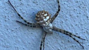 Elazığ'da nadir tür örümcek türü görüldü