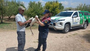 Elazığ'da yaralı leylek, koruma altına alındı