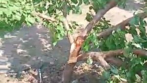 Elazığ'da etkili olan fırtına ağaçları ikiye böldü