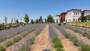 Elazığ'da gençlerden lavanta yatırımı: 3 yılda 1,5 ton hasat başarısı
