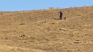 Elazığ'da toplanan sokak köpekleri Hayvan Bakımevi ve Rehabilitasyon Merkezi'nde kontrol altına alınıyor