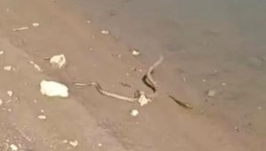 Elazığ'da yılanın balık avı kamerada