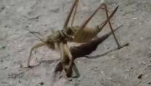 Gördüğü çekirge karşısında şaşkınlığını gizleyemedi