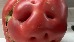 İnsan yüzünü andıran domates hayrete düşürdü