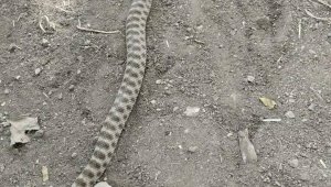 Tarla fareleri için kurulan tuzağa 2 metrelik yılan takıldı