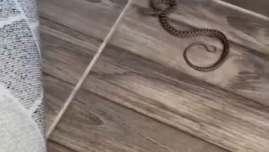 4'üncü kattaki evin balkonunda yılan görüldü