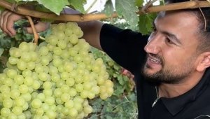 5 kiloluk üzüm salkımı görenleri hayretler içerisinde bıraktı