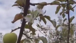 Dallarında meyvesi olan ağaç tekrar çiçek açtı