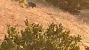 Elazığ'da domuz sürüsü bahçeyi talan etti, bahçe sahibi duruma tepki gösterdi