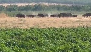 Elazığ'da domuz sürüsü görüntülendi