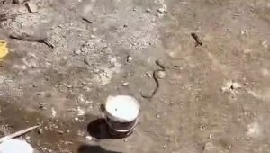 Elazığ'da işçiler tarafından etkisiz hale getirilen yılanın kafa kısmı kaçmaya devam etti