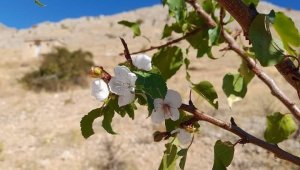 Elazığ'da kayısı ağaçları çiçek açtı