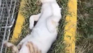 Elazığ'da sıcaktan bunalan kedinin serin yerde dinlendiği anlar güldürdü