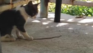 Kedi bu kez fareyle değil yılanla oynadı