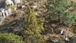 Nesli tükenme tehlikesi altında bulunan dağ keçileri Maden'de görüntülendi