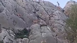 Tarihi mahalle Harput'ta dağ keçileri sürü halinde görüntülendi