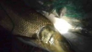 Elazığ'da balıkçının ağına 30 kiloluk Turna balığı takıldı