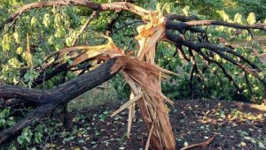 Yıldırımın isabet ettiği ağaç ikiye ayrıldı