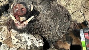 Elazığ'da avcılar 300 kiloluk domuz avladı