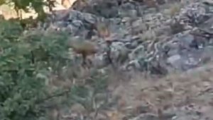 Elazığ'da koruma altındaki dağ keçileri görüntülendi