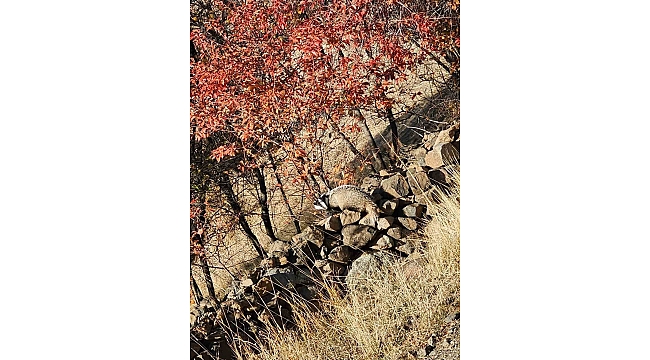 Kırmızı listede bulunan 'Porsuk' Elazığ'da görüldü