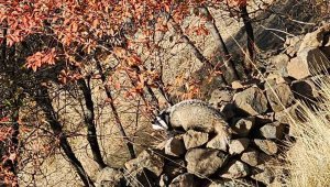 Kırmızı listede bulunan 'Porsuk' Elazığ'da görüldü