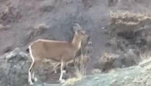 Koruma altındaki dağ keçisi ve yavruları Harput'ta görüntülendi