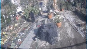 Önce inceledi, ardından şalının altına koyup kaçtı